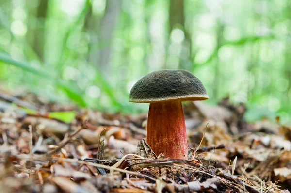 Dobry Jadalny Grzyb Oprószony Borowik Rośnie Fores — Zdjęcie stockowe