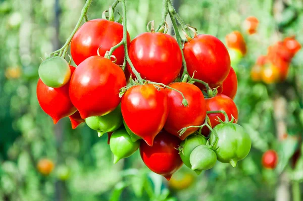 Bouquet Tomate Rouge Mûre Sur Fond Buissons Tomate — Photo