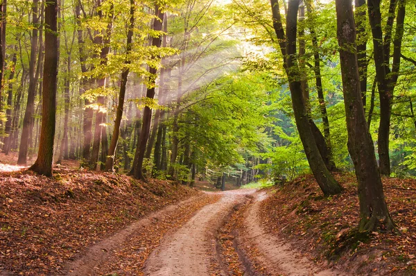 Morning Rays Autumn Forest Road Covered Fallen Leave — Stock Photo, Image