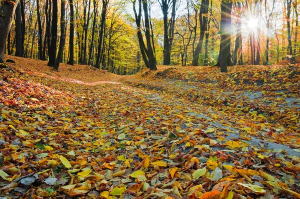 Fallen Leaves Autumn Fores — Stock Photo, Image