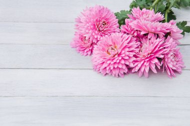 Krizantem bir beyaz tahta adam üzerinde hafif hafif pembe çiçekler