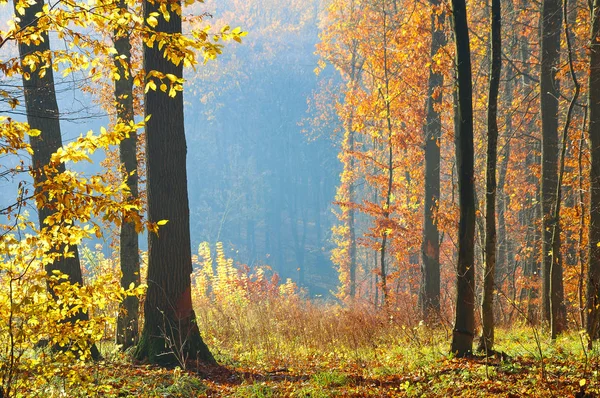 Trees Autumn Colors Edge Fores — Stock Photo, Image