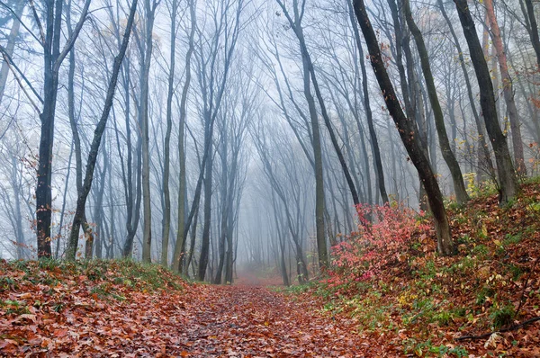 Mistige Ochtend Herfst Fores — Stockfoto