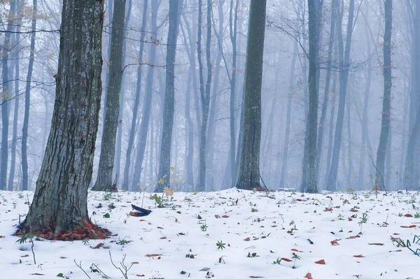 Dimman Och Den Första Snön Hösten Fores — Stockfoto