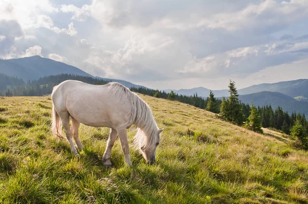 Beautiful White Horse Grazing Meadow Carpathian Mountains Ukraine — Stock Photo, Image