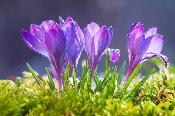 Blommor av blå krokusar på en solig vårdag — Stockfoto