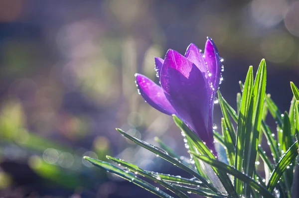 Blå-lila krokus i vattendroppar — Stockfoto