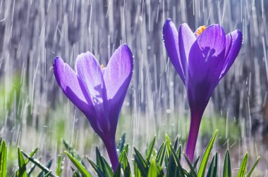 Yağmur dro zemin üzerine mavi çiğdemler güzel çiçekler