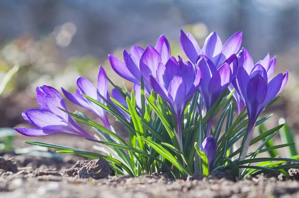 Närbild av en grupp av blommande lila crocus blommor — Stockfoto