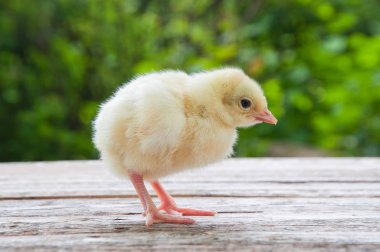Nat arasında ahşap bir masa üzerinde sevimli küçük beyaz tavuk duruyor