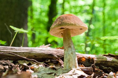 Yenilebilir kahverengi mantar - Leccinum scabrum