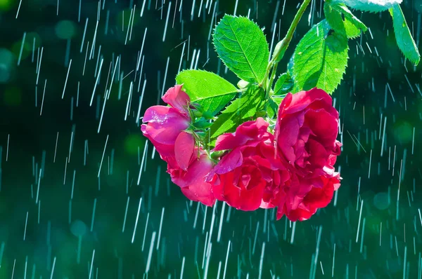 Zweig mit roten Rosenblüten auf dem Hintergrund von Regentropfen tra — Stockfoto