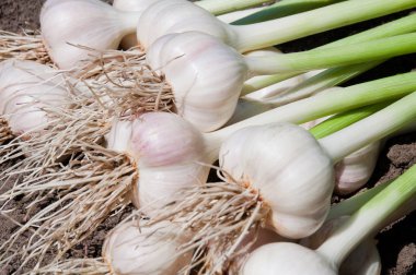 Toplanan sarımsak kafalar bir yığın