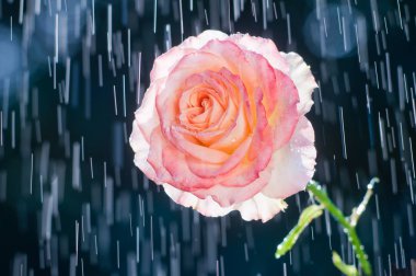 Pembe parça arka plan üzerinde yağmur damlaları yükseldi.