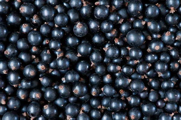 Куррант. Ягоды черной смородины крупным планом — стоковое фото