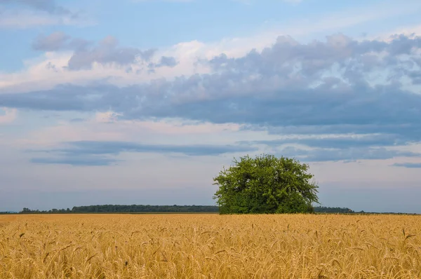 Samotny krzew w dziedzinie pszenicy na tle — Zdjęcie stockowe