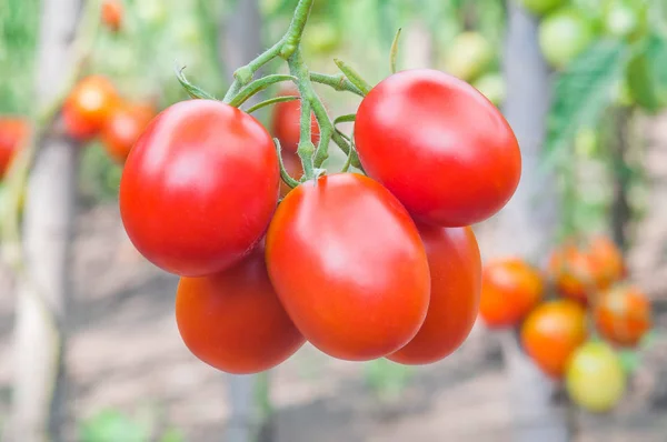 Bouquet de tomates rouges mûres en gros plan sur fond de potager — Photo