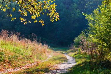 Ormanda sonbaharın erken saatlerinde. Yol ve au şubesi ile peyzaj