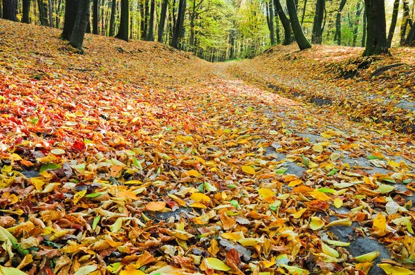 Fallen leaves in autumn forest — Stock Photo, Image