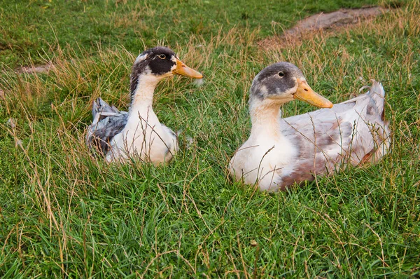Дві домашні качки сидять у траві — стокове фото