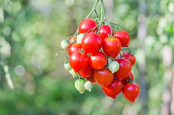 Bouquet de tomates rouges mûres sur fond de buissons de tomates — Photo