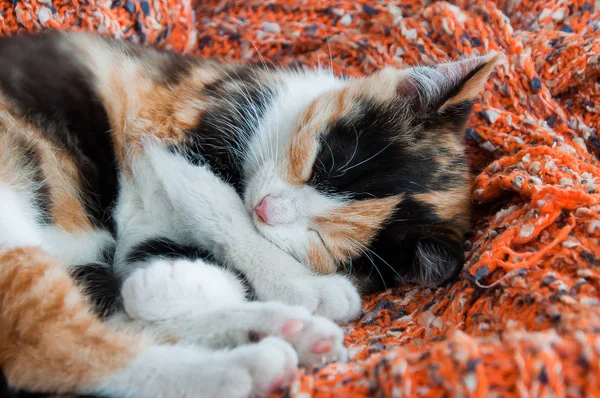 Cute little kitten sleeping on a woolen blanket — Stock Photo, Image