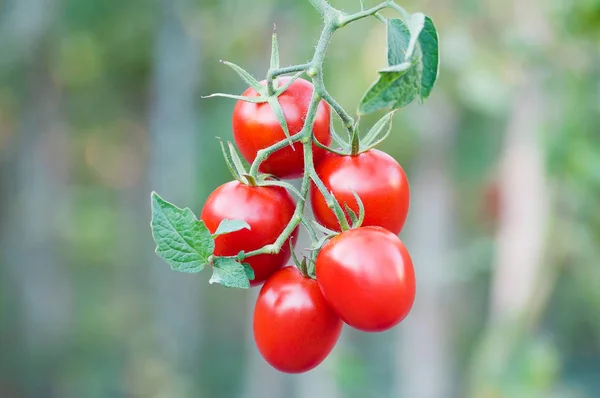 Bouquet de tomates rouges mûres en gros plan sur fond de potager — Photo