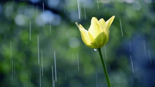 Beautiful Yellow Tulip Rain — Stock Video