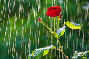 Yağmur damlasından gelen parçaların arka planında kırmızı gül