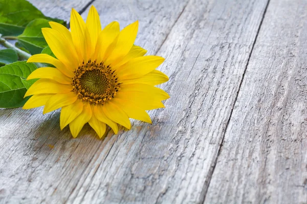 Beautiful yellow sunflower flower on a wooden tabl