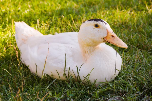 Yeşil gras 'da oturan mulard ördeği