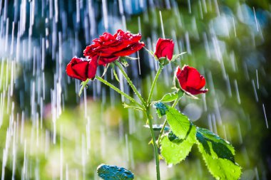 Su damlalarının arka planında kırmızı güller