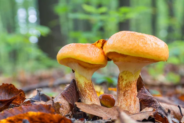 İki genç yenilebilir mantar ön kısımlarda suillus elegans yetişir.