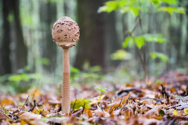 Junger Sonnenschirmpilz Stadium Einer Ungeöffneten Eiförmigen Mütze Wunderbarer Speisepilz Macrolepiota — Stockfoto