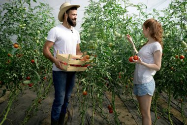 İki genç yakışıklı insanlar serada çalışma.