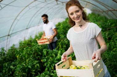 Çalışma, sera domates hasat tarım işçisi önünde kadın ve iş arkadaşı ve bir sandık dolusu domates, gülümseyen genç.