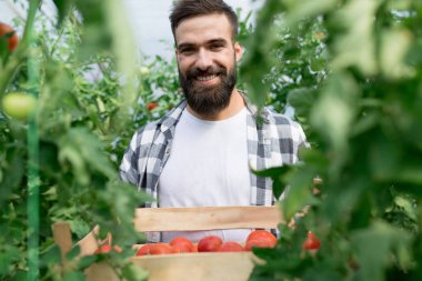 Sera domates hasat genç çekici adam.
