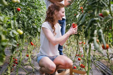 Çalışma, sera domates hasat tarım işçisi önünde kadın ve iş arkadaşı ve bir sandık dolusu domates, gülümseyen genç.