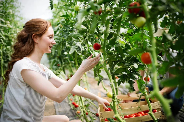 Junge Glückliche Bäuerin Arbeitet Ihrem Gewächshaus — Stockfoto