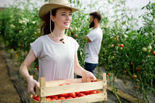 Young Smiling Agriculture Woman Worker Crate Tomatoes Front Working Harvesting — Stock Photo, Image