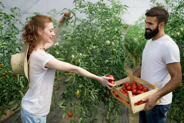 Jeune Couple Heureux Agriculteurs Travaillant Serre — Photo