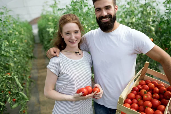 年轻微笑农业妇女和人工作者工作 收获蕃茄在温室里 — 图库照片