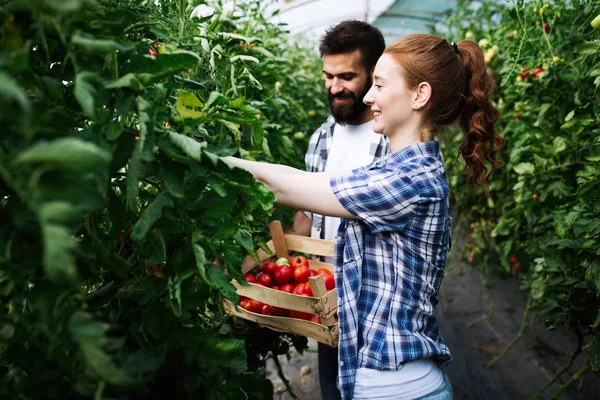 Młodych Uśmiechający Się Rolnictwa Kobieta Mężczyzna Robotnik Pracuje Zbioru Pomidorów — Zdjęcie stockowe