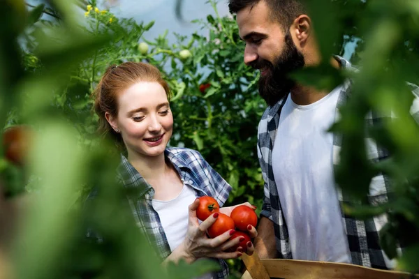 Jovens Felizes Casal Agricultores Que Trabalham Estufa — Fotografia de Stock