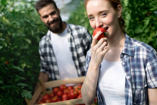 Jovens Sorrindo Agricultura Mulher Homem Trabalhador Trabalhando Colhendo Tomates Estufa — Fotografia de Stock