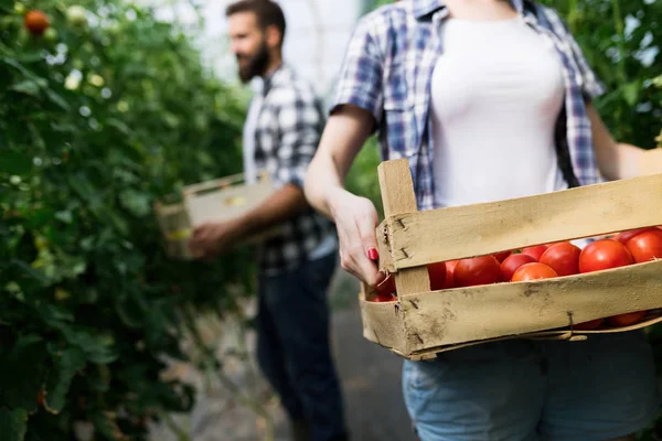 Two Smart People Working Greenhouse — Stock Photo, Image