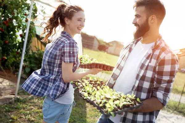 Dos Jóvenes Atractivos Trabajando Invernadero Plantando Plántulas — Foto de Stock