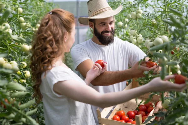 Młodych Uśmiechający Się Rolnictwa Kobieta Mężczyzna Robotnik Pracuje Zbioru Pomidorów — Zdjęcie stockowe