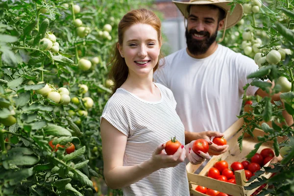 Ungt Par Farming Grönsaker Ett Modernt Växthus — Stockfoto