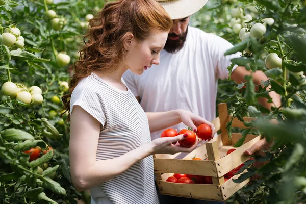 Friendly Team Harvesting Fresh Vegetables Greenhouse Garden Harvest Season — Stock Photo, Image